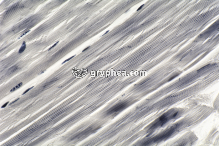 Muscle strié larve de Chironome CL x100 - gryphea.com